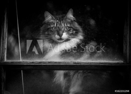 Picture of Cat looking through window Black and White